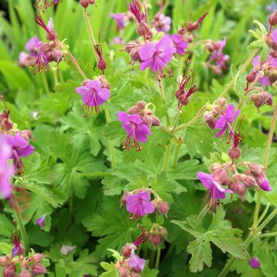 Geranium macrorrhizum 'Bevan's Variety'