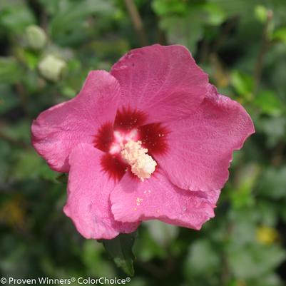 Hibiscus syriacus Lil' Kim® Red