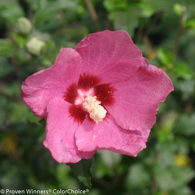 Hibiscus syriacus Lil' Kim® Lil' Kim® Red