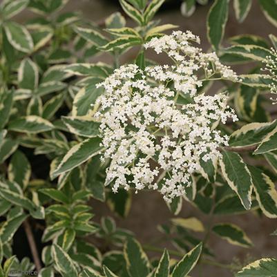 Sambucus nigra Instant Karma®