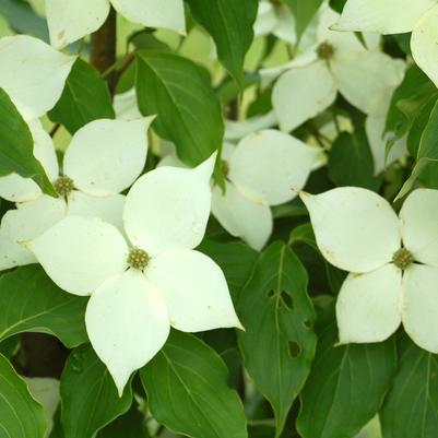 Cornus kousa Milky Way