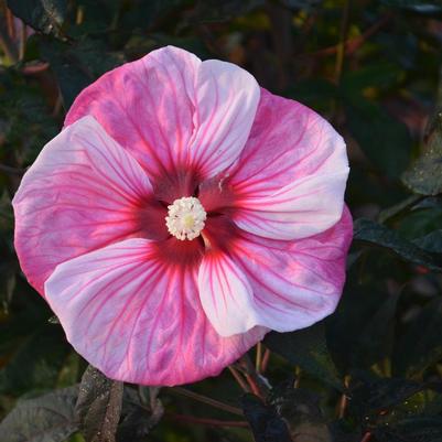 Hibiscus hybrid Summerific® Summerific® Cherry Choco Latte