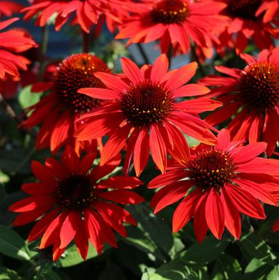 Echinacea x Sombrero® Sangrita