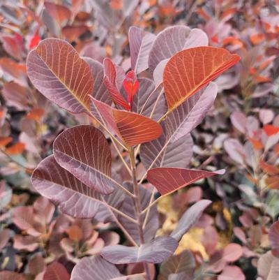 Cotinus coggygria Winecraft Black®