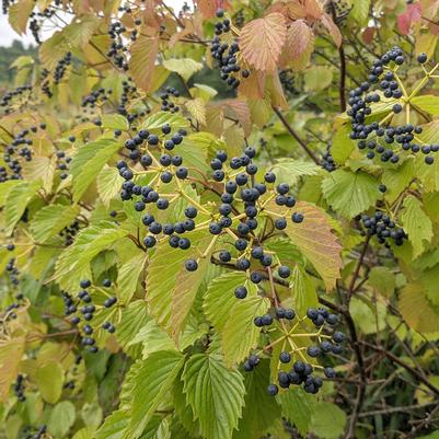 Viburnum dentatum 