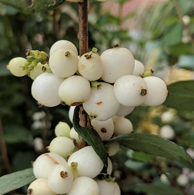 Symphoricarpos doornbosii Magical® Avalanche