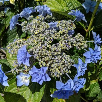 Hydrangea macrophylla Felicity