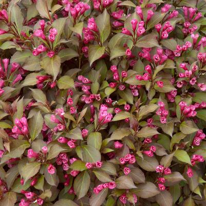 Weigela florida Shining Sensation™