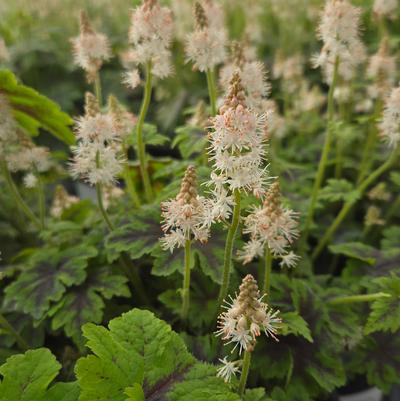 Tiarella 'Fingerpaint'