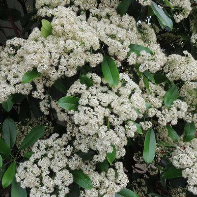 Viburnum lentago 