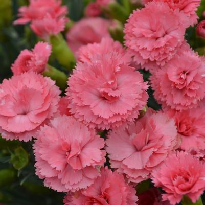 Dianthus x Fruit Punch® Fruit Punch® Classic Coral
