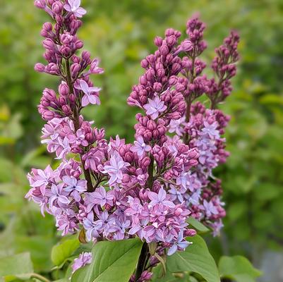 Syringa Virtual Violet®