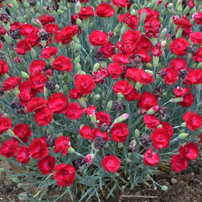 DIanthus x PRETTY POPPERS® 'Electric Red'