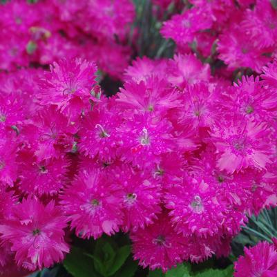 Dianthus 'Neon Star'