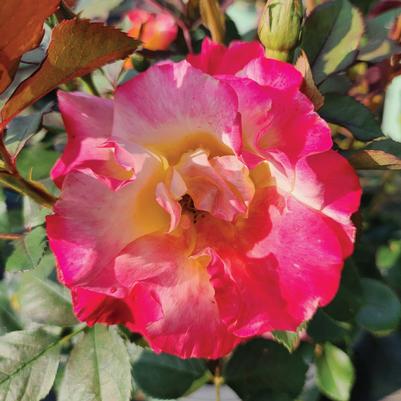 Rosa Sunset Horizon™