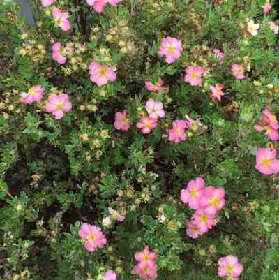 Potentilla fruticosa Happy Face Hearts®
