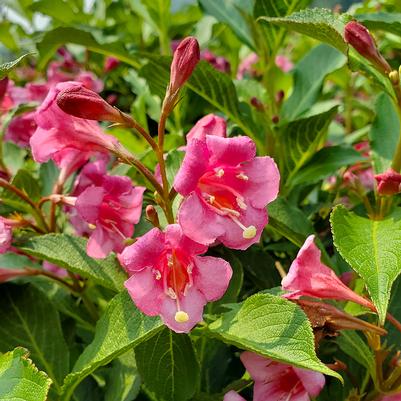 Weigela florida Snippet® Dark Pink