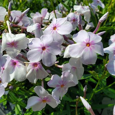 Phlox x 'Opening Act Pink-a-Dot'