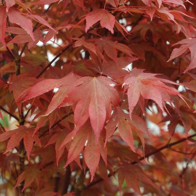 Acer palmatum Ruslyn in the Pink