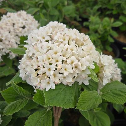 Viburnum carlesii Spice Island™