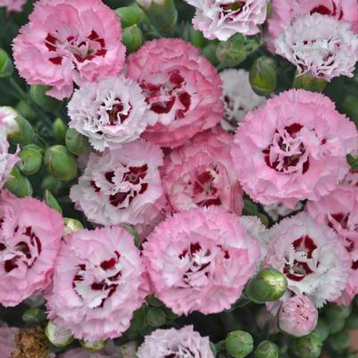 Dianthus x PRETTY POPPERS® 'Appleblossom Burst'