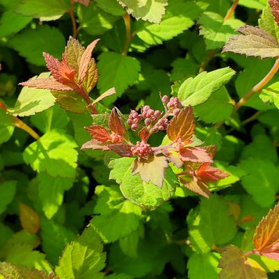 Spiraea Poprocks Rainbow Fizz™