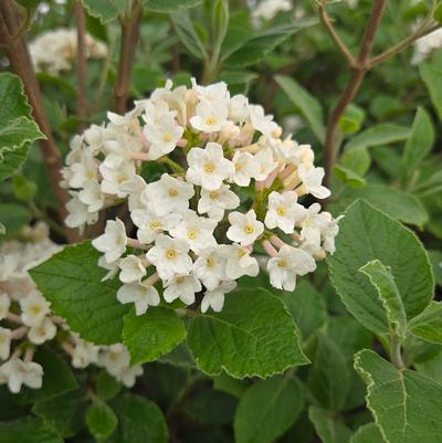 Viburnum carlesii Sugar n' Spice®