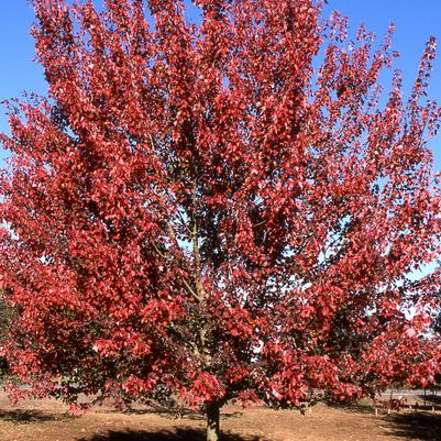 Acer rubrum 'Autumn Flame'