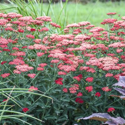 Achillea millefolium 'Sassy Summer Sangria'