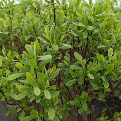 Myrica gale 'Lowboy'