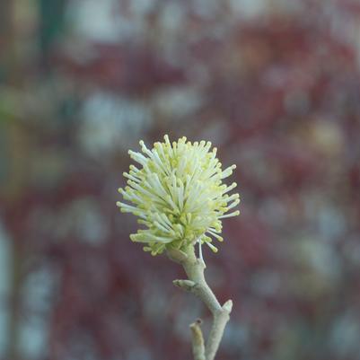 Fothergilla major 
