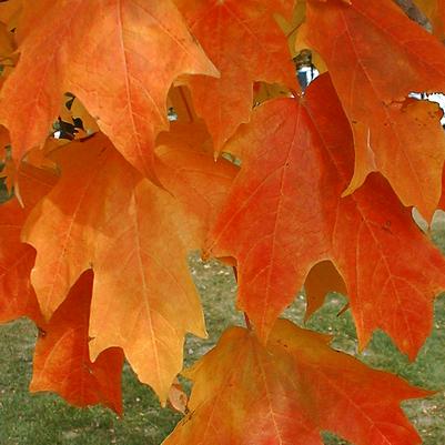 Acer saccharum Fall Fiesta®