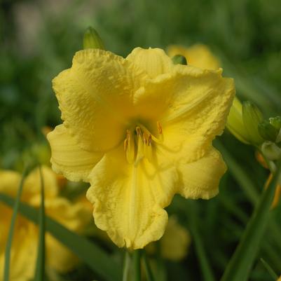 Hemerocallis Happy Returns