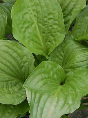 Hosta x 'Royal Standard'