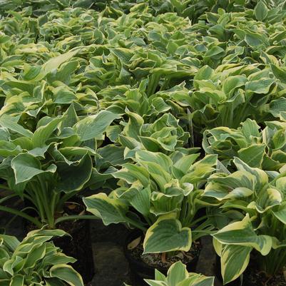 Hosta 'Wide Brim'