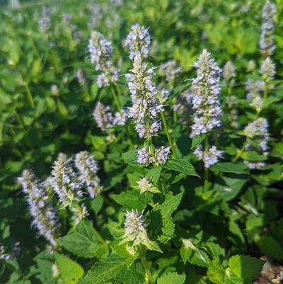 Agastache x 'Blue Fortune'