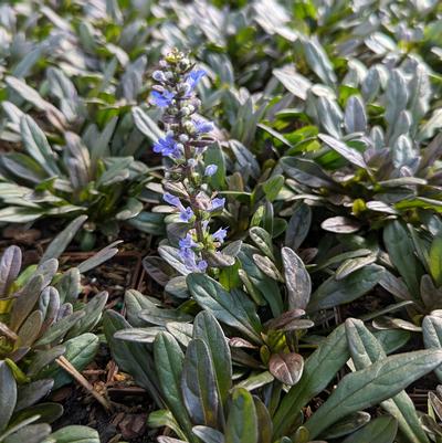 Ajuga 'Chocolate Chip'