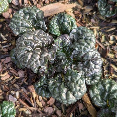 Ajuga pyramidalis 'Metallica Crispa'