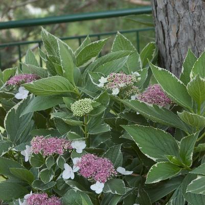 Hydrangea macrophylla Light O Day