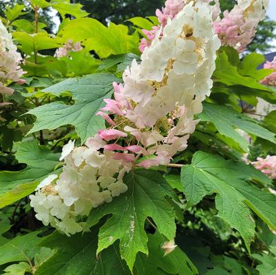 Hydrangea quercifolia 'Alice'