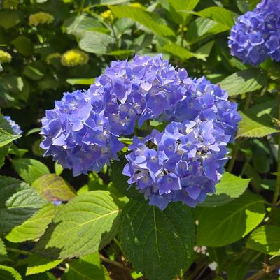 Hydrangea mac. Nikko Blue