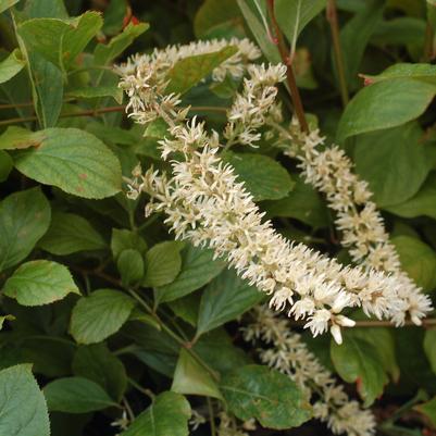 Itea virginica Little Henry®