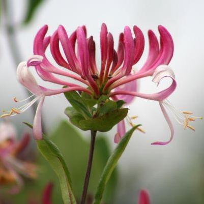 Lonicera periclymenum 'Peaches and Cream'
