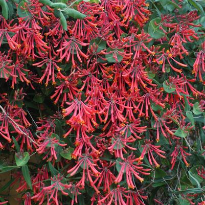 Lonicera semp. Major Wheeler