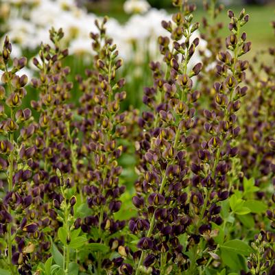 Baptisia x Decadence® 'Dark Chocolate'