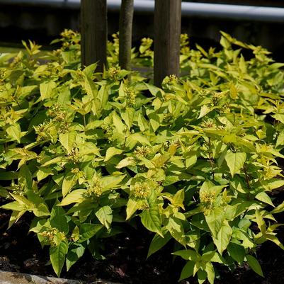 Diervilla rivularis 'Honeybee'