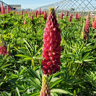 Lupinus Gallery Red