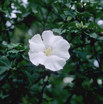 Hibiscus syriacus 'Diana'