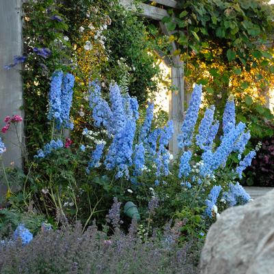 Delphinium x New Millennium™ 'Blue Lace'