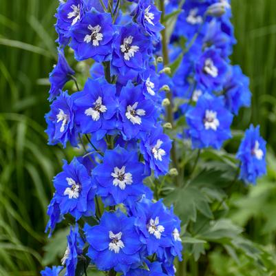 Delphinium 'Cobalt Dreams'